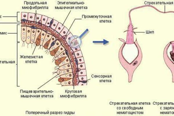 Домен кракена