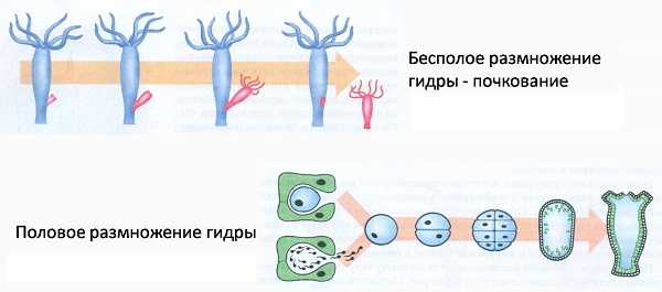 Кракен сайт магазин